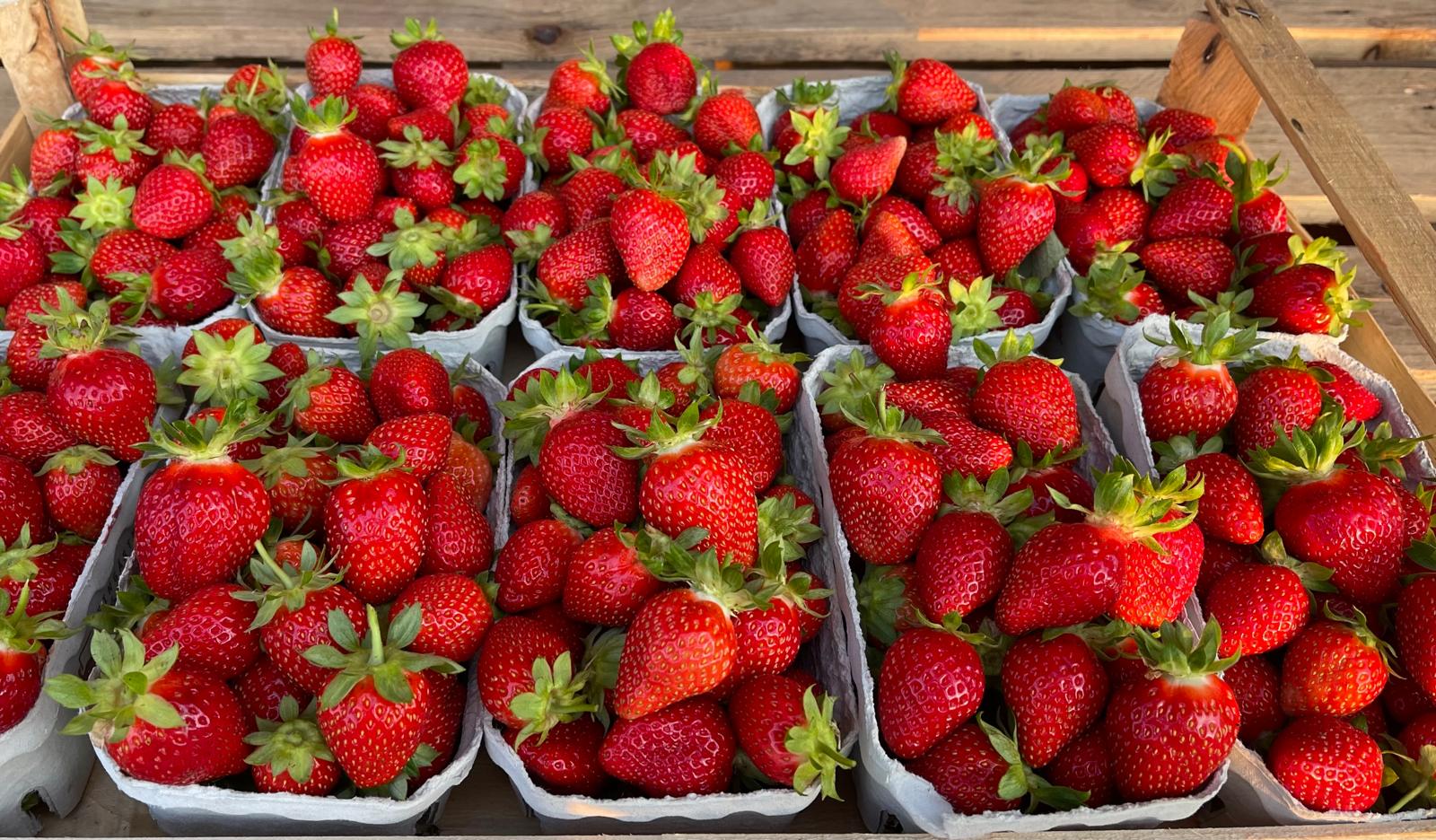 erdbeeren