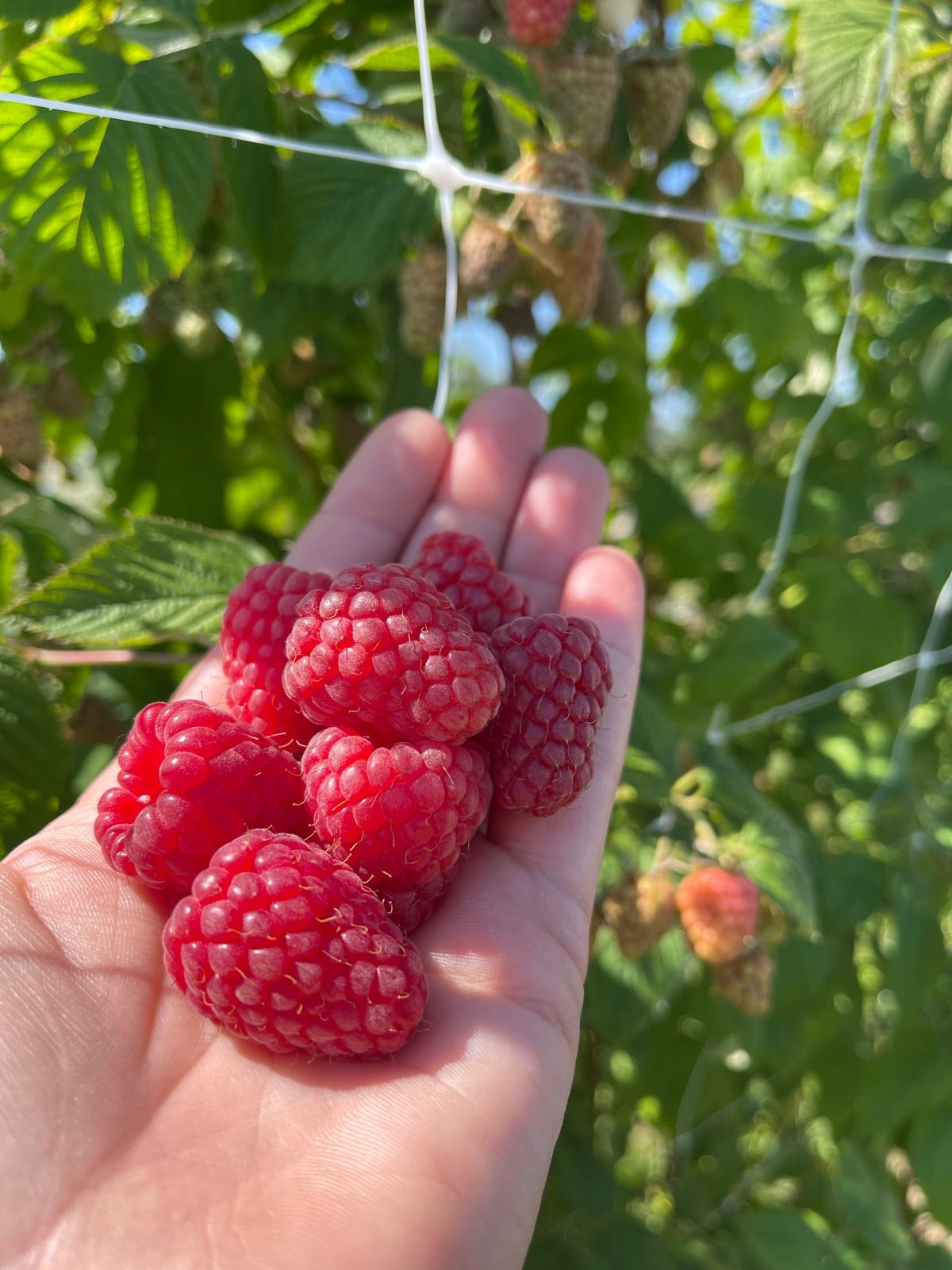 himbeeren