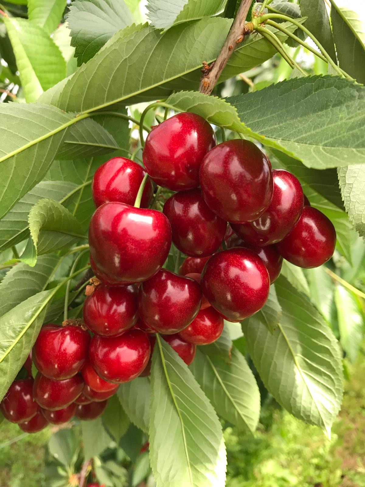 susskirschen
